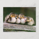 Recherche de bouche ouverte cartes postales Image couleur