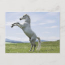 Zoek naar witte paarden briefkaarten Natuur