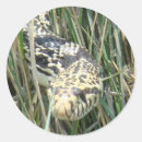 Recherche de reptile photographie Photographie de la faune