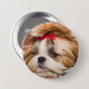 Recherche de personne de chien badges Chiot