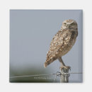 Recherche de concentration magnets Faune