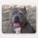 Recherche de chien pitbull tapis souris Taureau