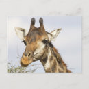 Recherche de tête animale cartes postales Extérieur