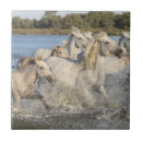 Recherche de chevaux courants Pour tous