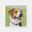 Recherche de beagle serviettes Animal