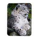 Recherche de chat sauvage magnets Photographie