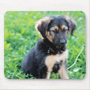 Recherche de chiot berger allemand tapis souris Mignon