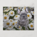 Recherche de bouledogues français cartes postales Animaux