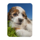 Recherche de mignons magnets Animal