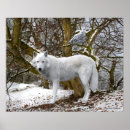 Zoek naar witte wolf kunst Winter