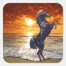 Recherche de étalon noir autocollants Chevaux