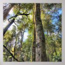 Recherche de australie art Eucalyptus