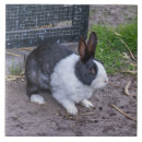 Recherche de lapin carreaux Animaux