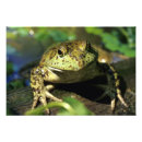 Recherche de ma grenouille posters Aquatique