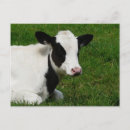 Zoek naar melkkoe posters Holstein