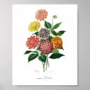 Zoek naar antiek botanische illustratie posters Vintage