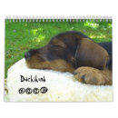 Recherche de teckel calendriers Chiot