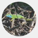 Recherche de lézard vert autocollants Faune