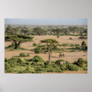 Recherche de éléphant africain posters Parc national d'amboseli