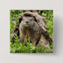 Recherche de marmotte badges Faune