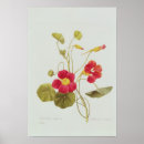 Zoek naar botanical kunst Engraving