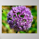 Recherche de allium posters Fleur