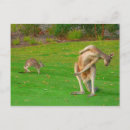 Recherche de kangourous cartes postales Animal