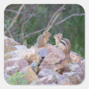 Recherche de chipmunk autocollants Faune