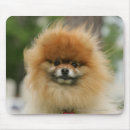 Recherche de cannine tapis souris Pomeranian