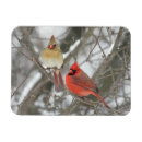 Recherche de cardinal du nord magnets Birding