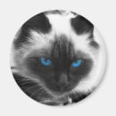 Recherche de chat siamois magnets Amoureux des chats