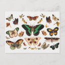 Recherche de insectes cartes postales Papillon