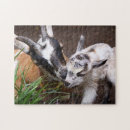 Zoek naar goat puzzels Land