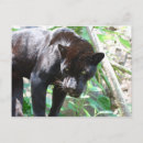 Recherche de jaguar cartes postales Zoo