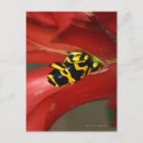 Recherche de faune américaine cartes postales Animal