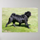 Zoek naar black pug kunst Carlin