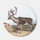 Recherche de illustration antique magnets Faune