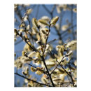 Zoek naar wilgen posters Bomen