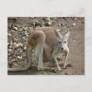 Recherche de joey cartes postales Bébé