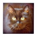 Recherche de mignon chat carreaux Céramique