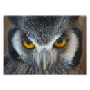 Zoek naar zwarte witte uil posters Owl