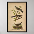 Recherche de birding posters Ornithologie