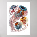 Recherche de haeckel posters Méduses