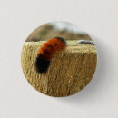 Recherche de chenilles badges Insecte