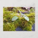 Recherche de mousses cartes postales Forêt