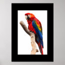 Recherche de perroquet posters Décoration