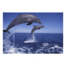 Recherche de dauphins posters Paire