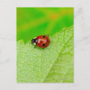 Zoek naar ladybird briefkaarten Plant