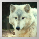 Recherche de copie de loup Faune