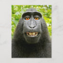 Recherche de singe souriant posters Animaux drôles